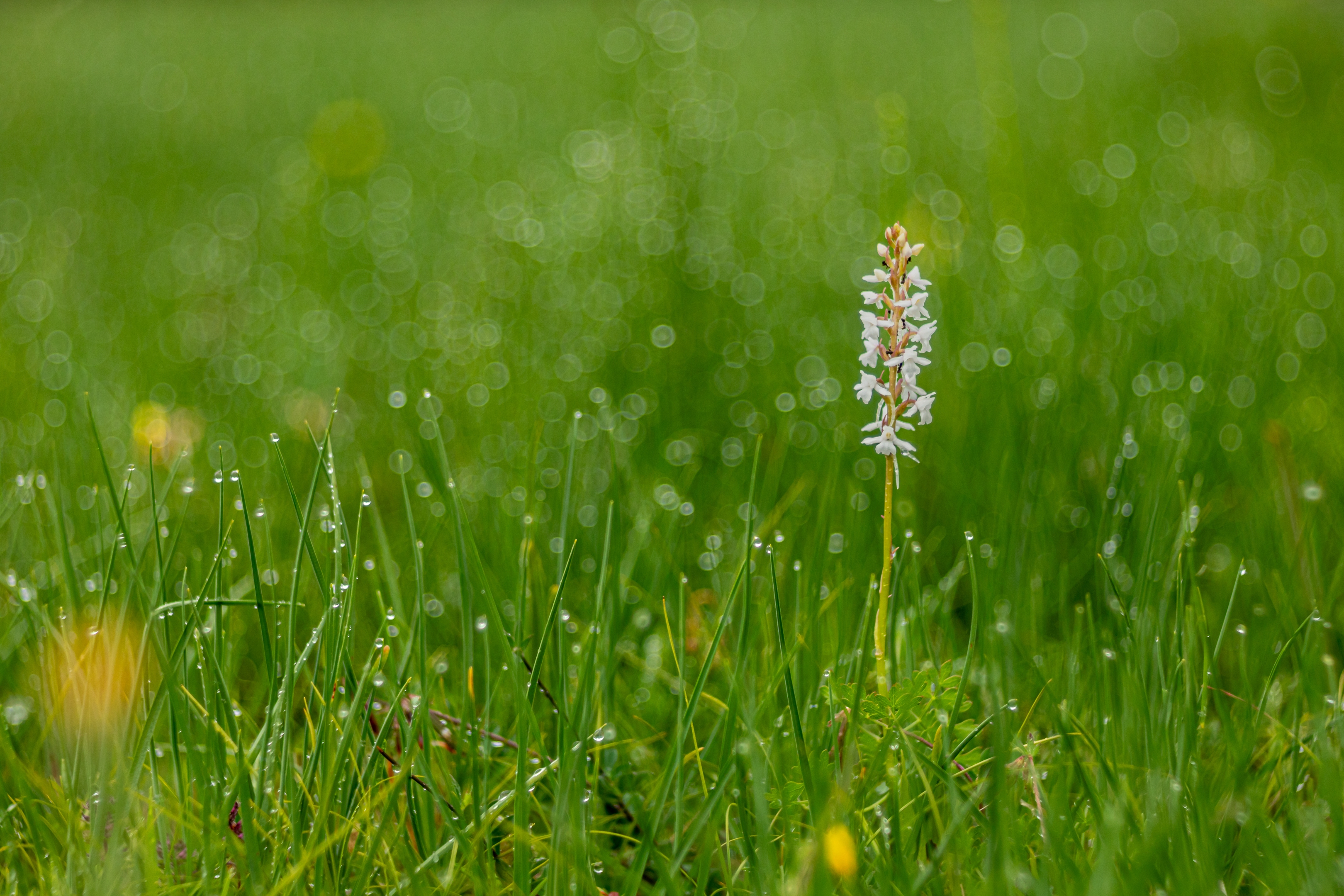 Weisse Mückenhändelwurz (Gymnadenia conopsea var. alba)