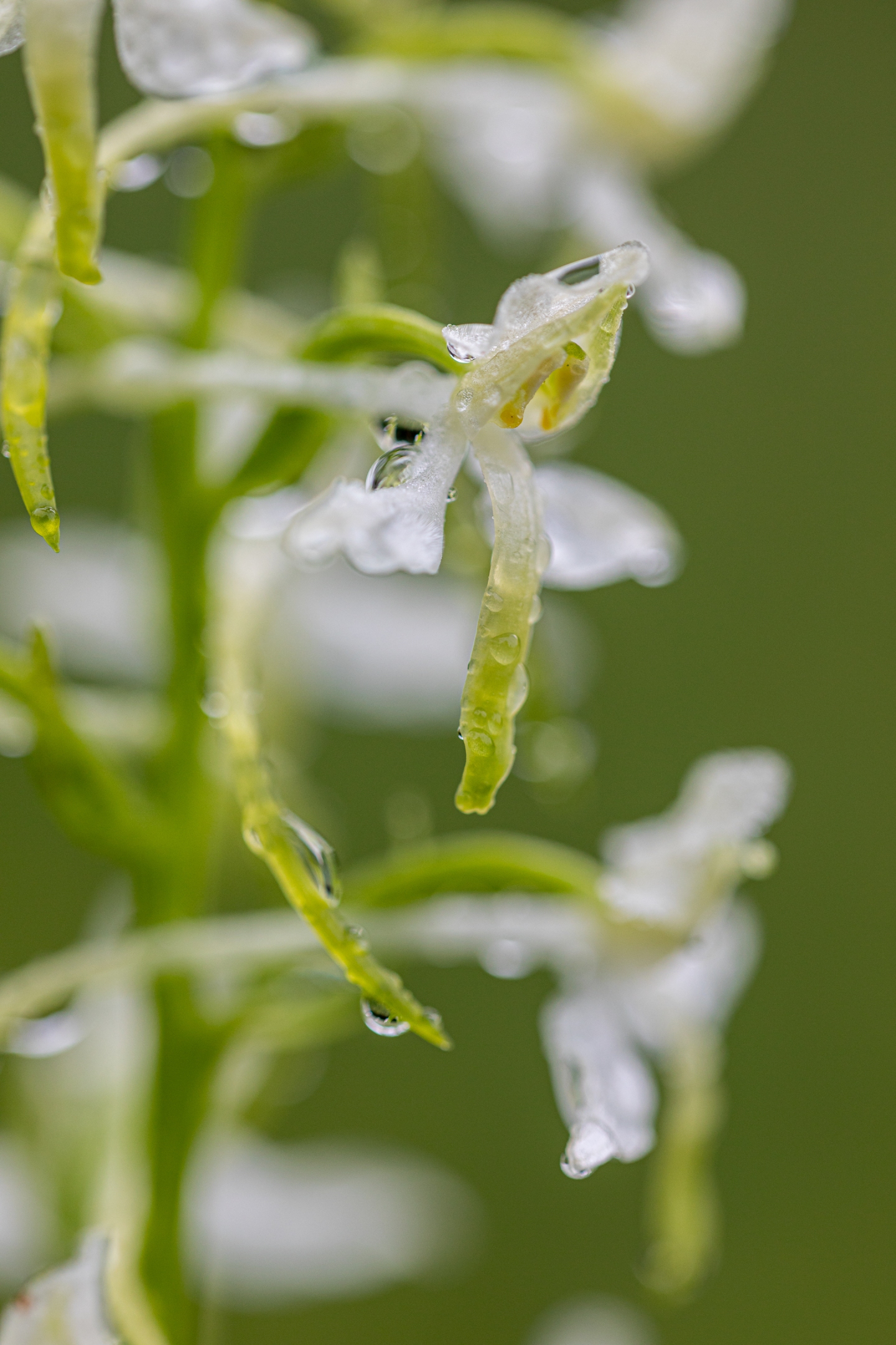 Weisse Waldhyazinthe (Platanthera bifolia)