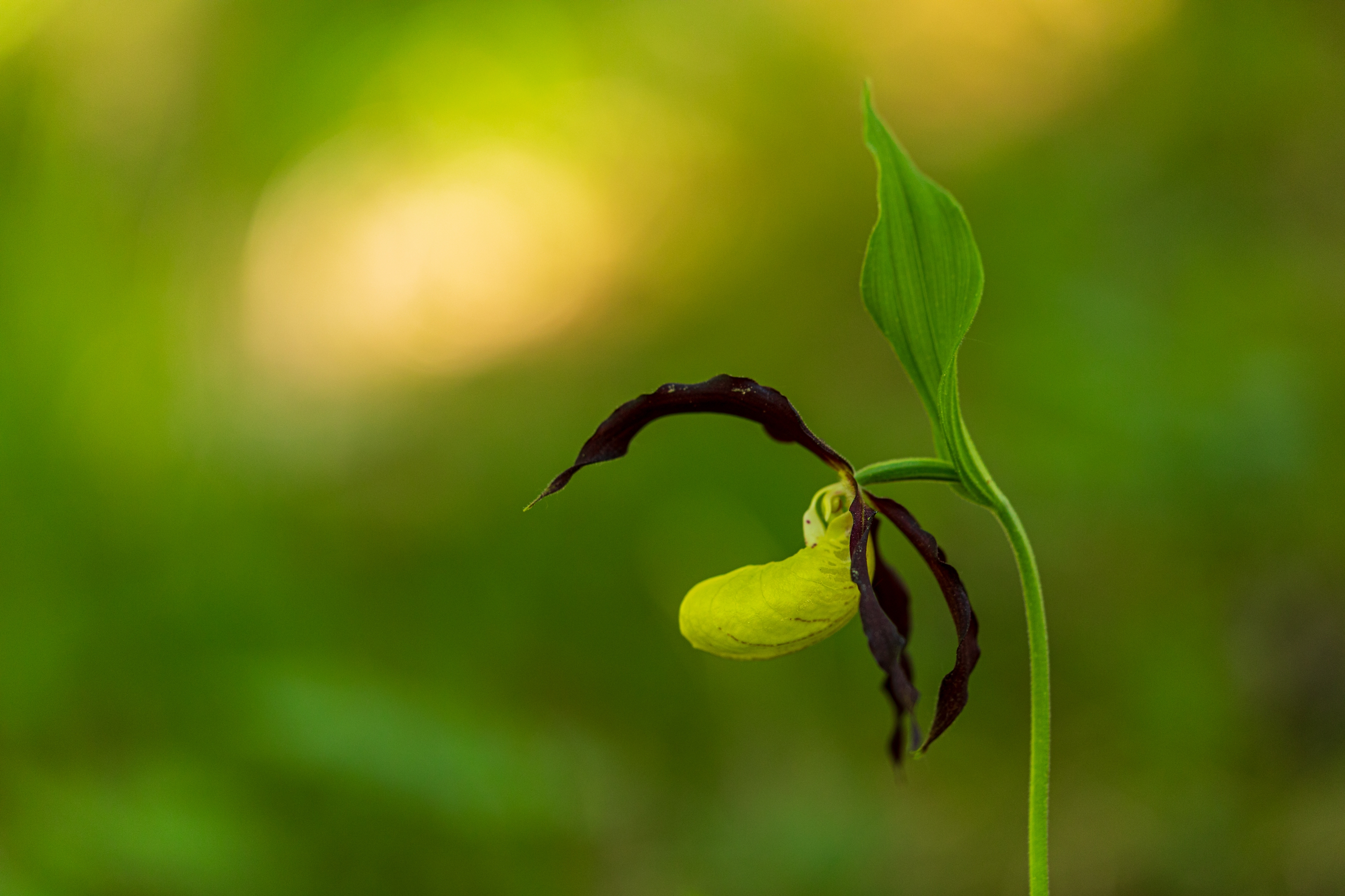 Frauenschuh (Cypripedium calceolus)