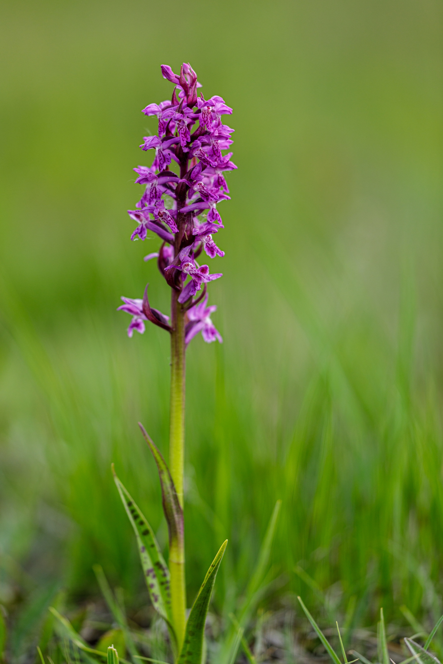Breitblättriges Knabenkraut (Dactylorhiza majalis)