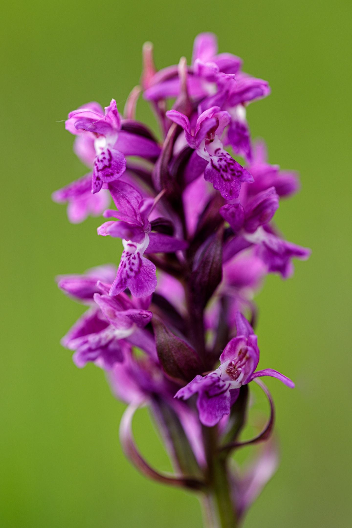Breitblättriges Knabenkraut (Dactylorhiza majalis)
