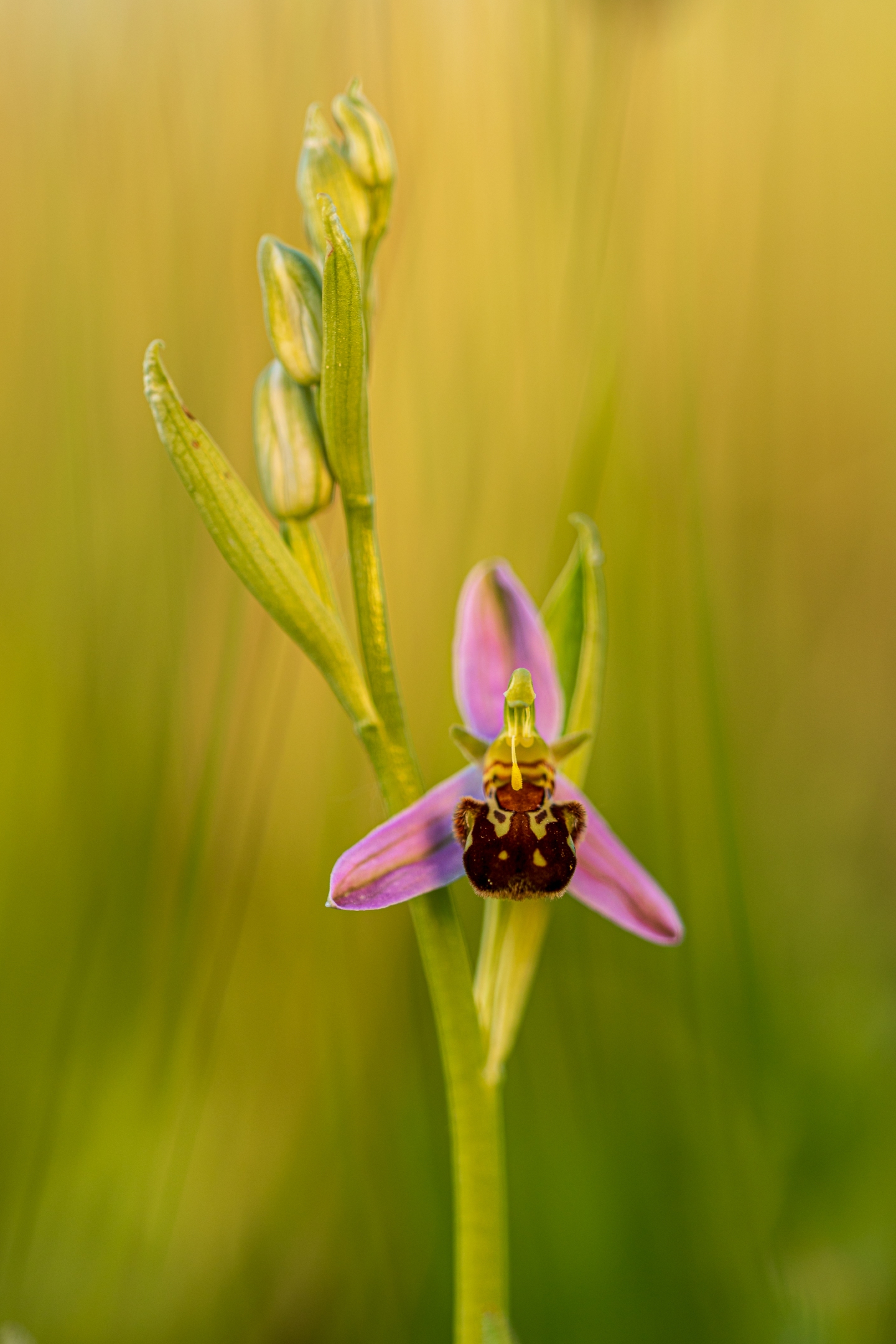 Bienenragwurz (Ophrys apifera)