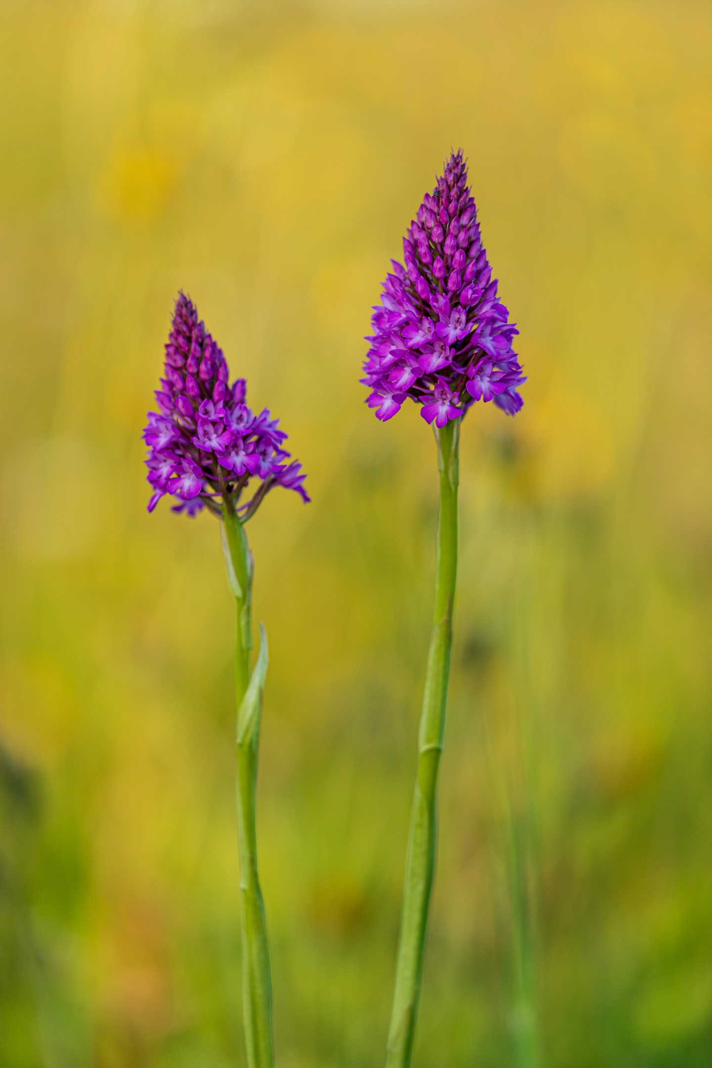 Pyramidenhundswurz (Anacamptis pyramidalis)