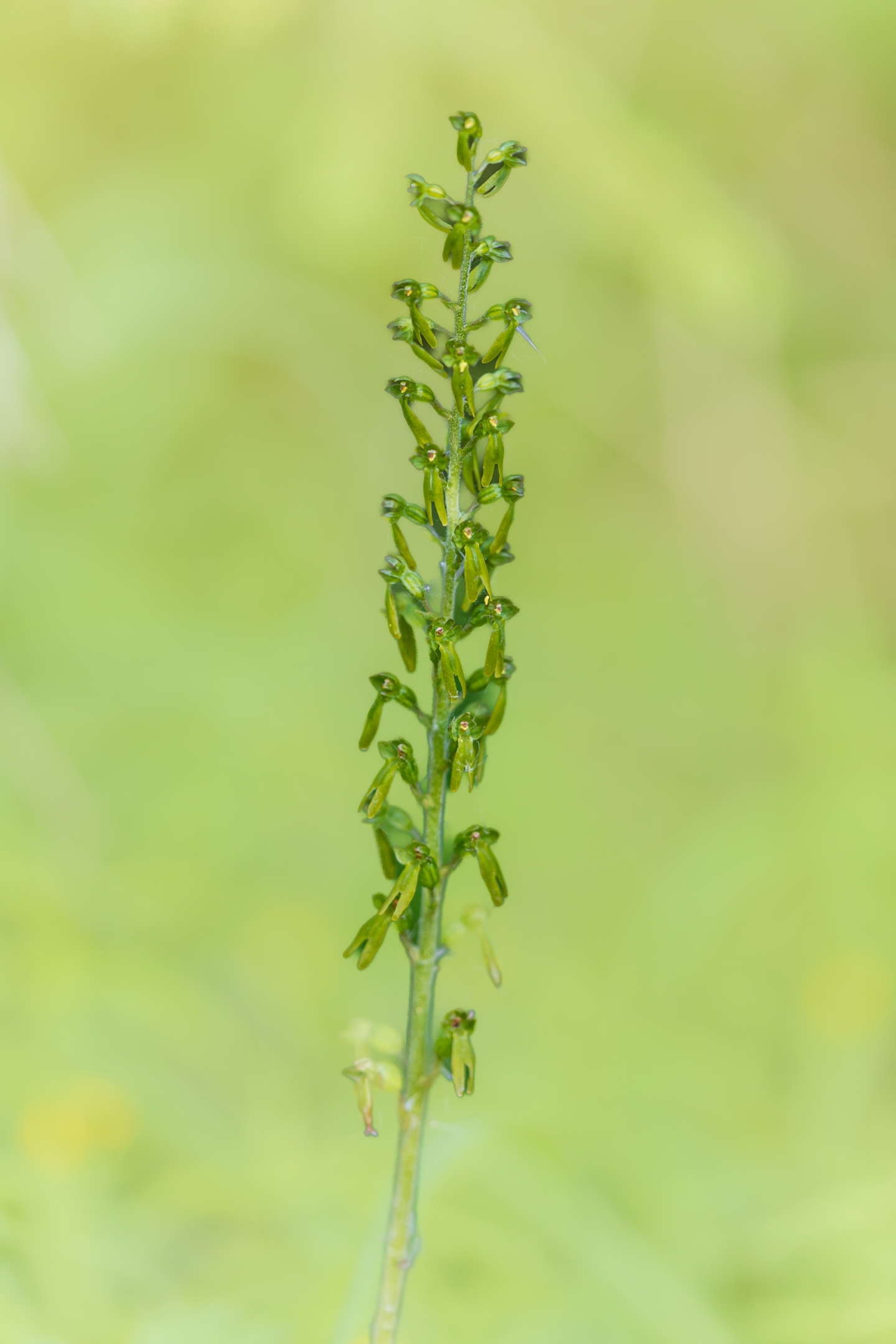 Großes Zweiblatt (Neottia ovata)