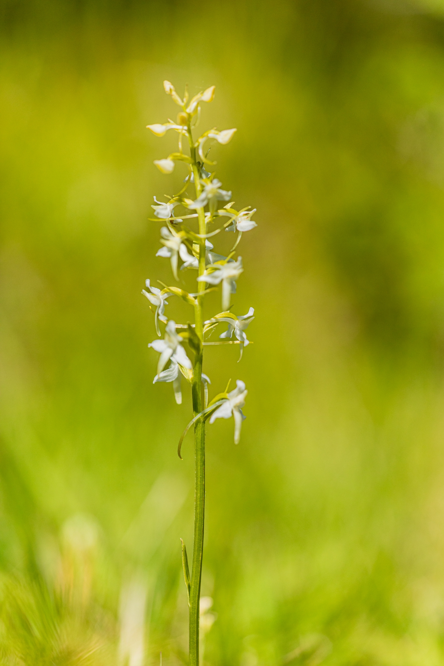 Weisse Waldhyazinthe (Platanthera bifolia)