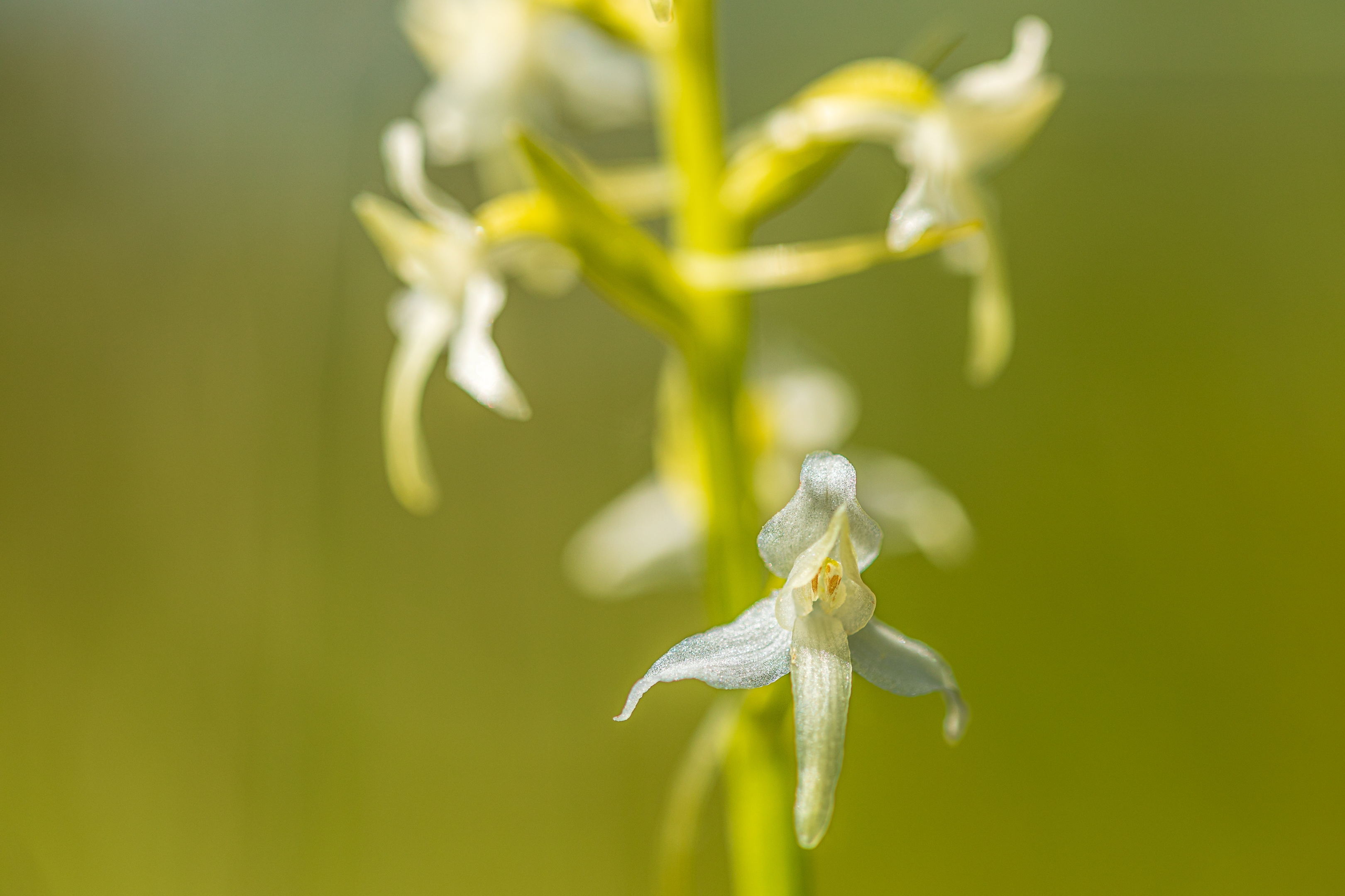 Weisse Waldhyazinthe (Platanthera bifolia)
