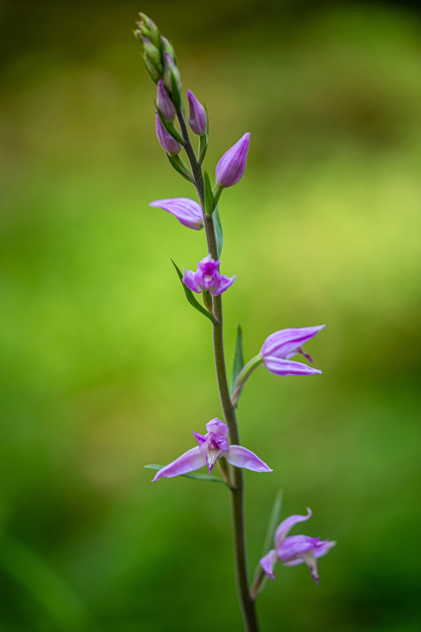Rotes Waldvögelein (Cephalanthera rubra)