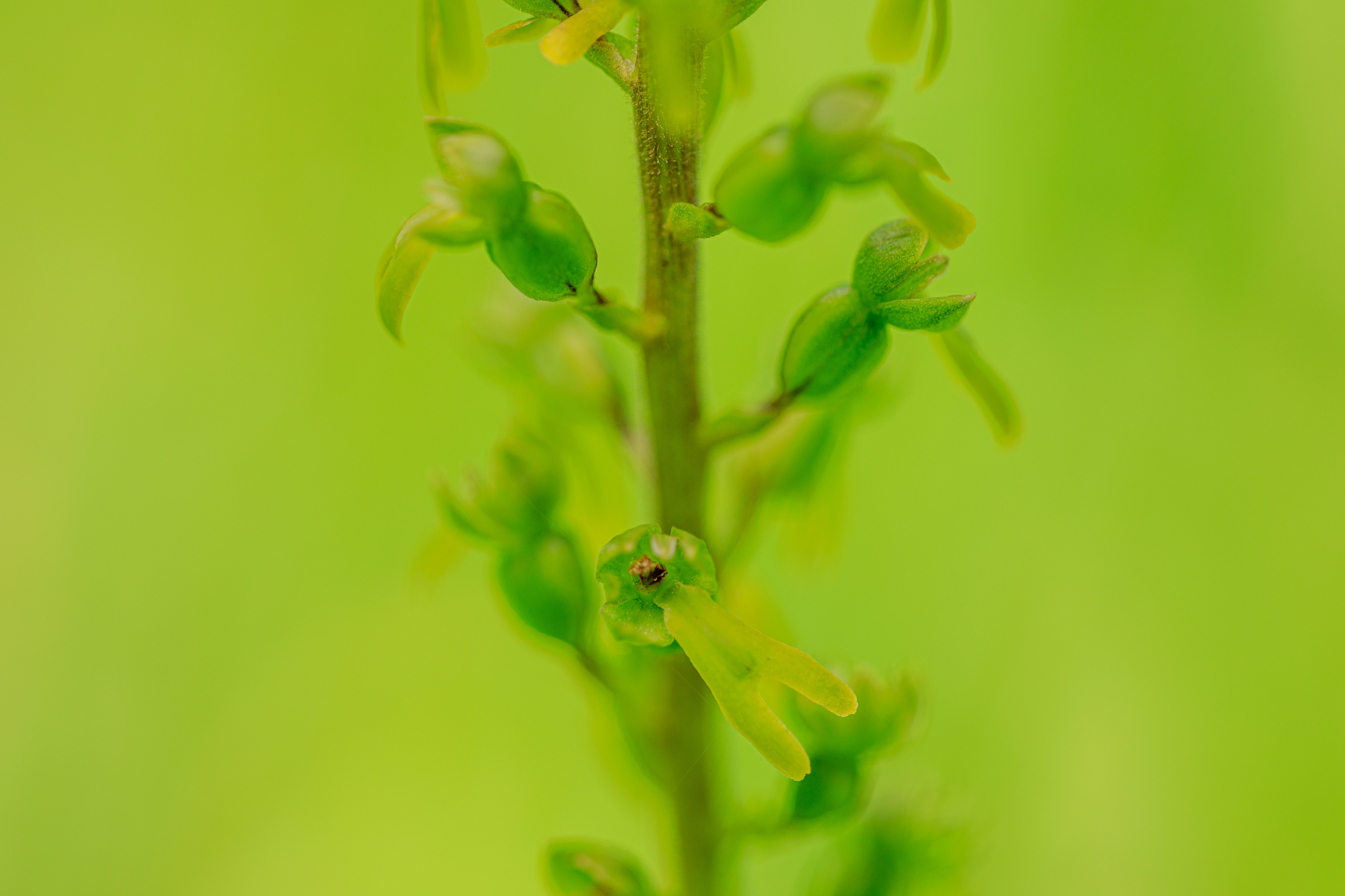 Großes Zweiblatt (Neottia ovata)