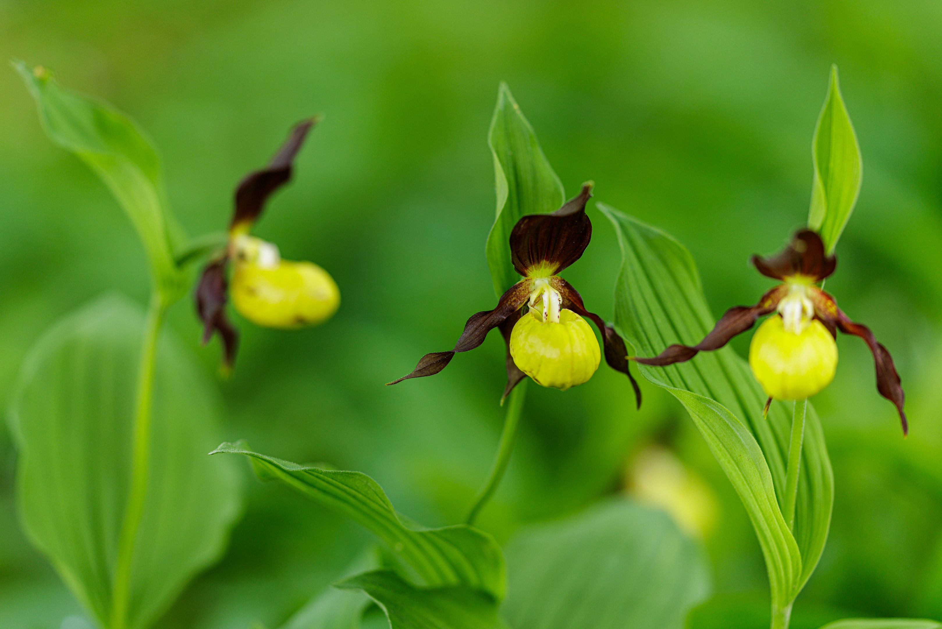 Frauenschuh (Cypripedium calceolus)