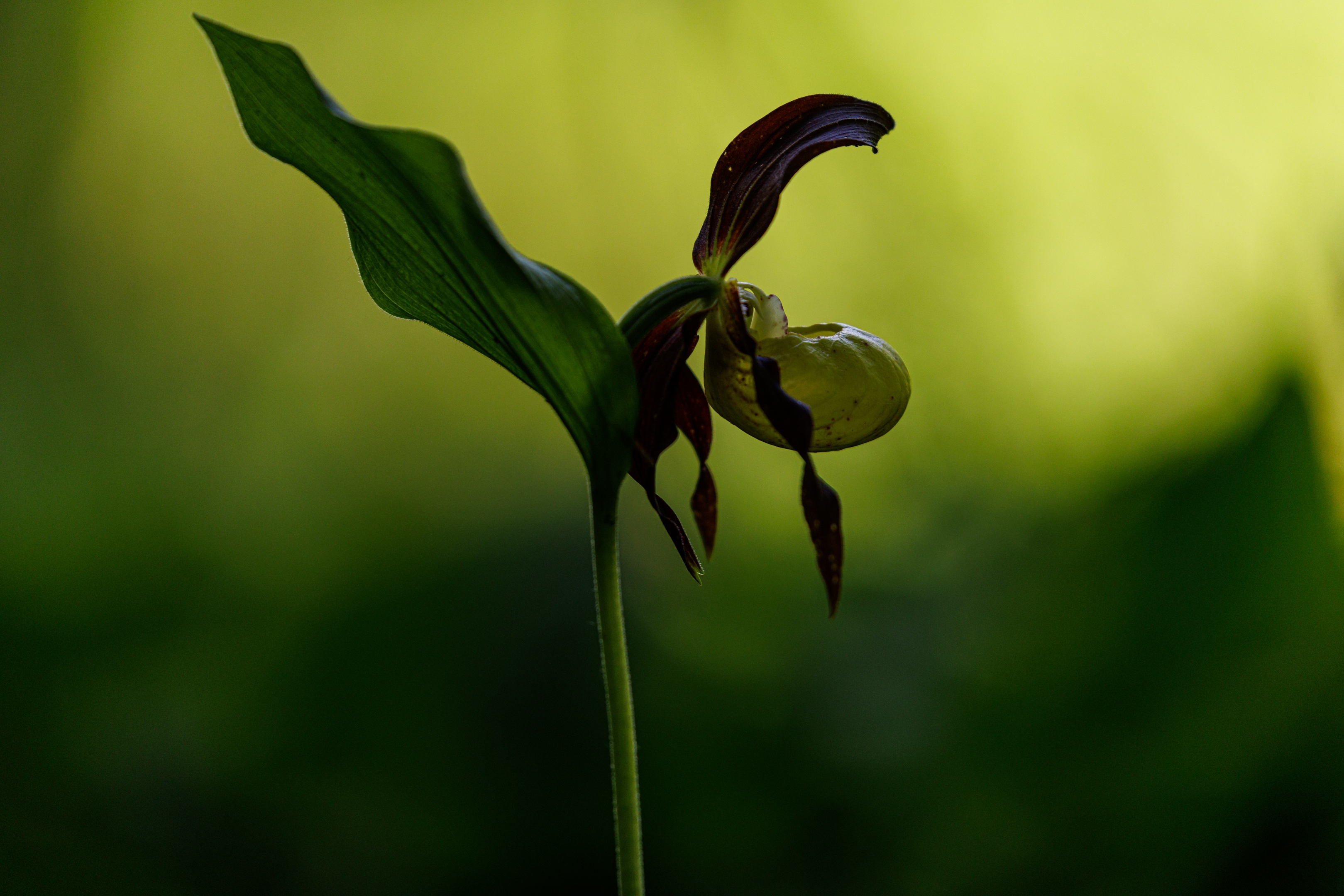 Frauenschuh (Cypripedium calceolus)
