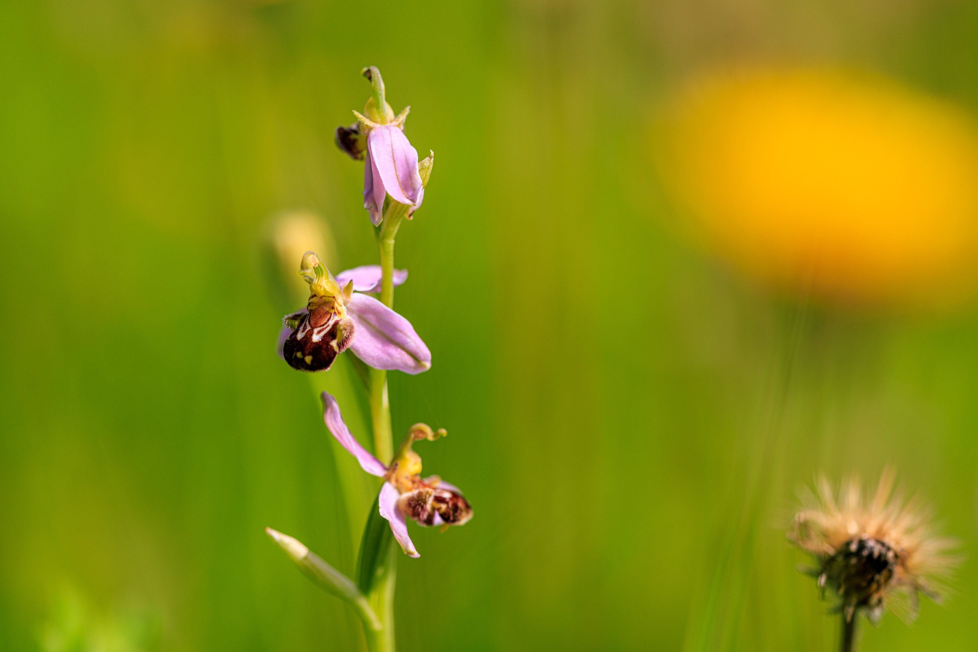 Bienenragwurz (Ophrys apifera)