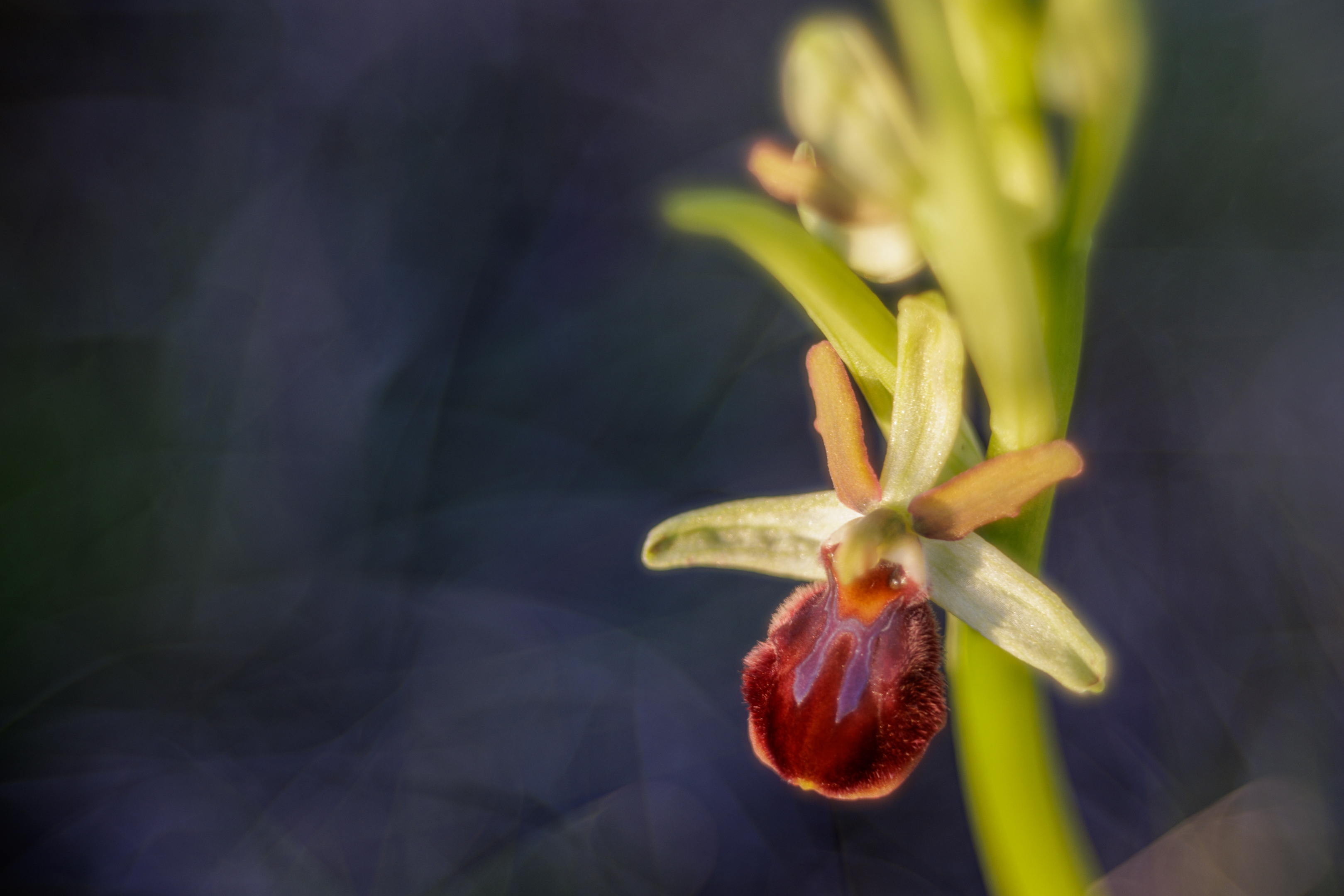Große Spinnenragwurz (Ophrys sphegodes)