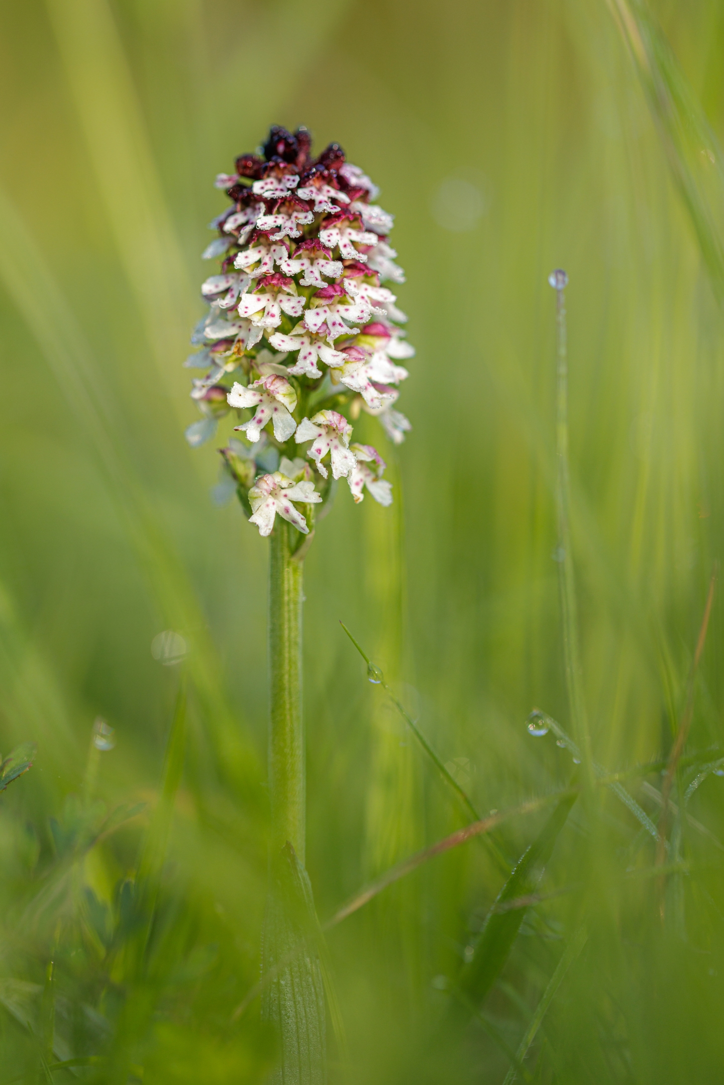 Brandknabenkraut (Neotinea ustulata)