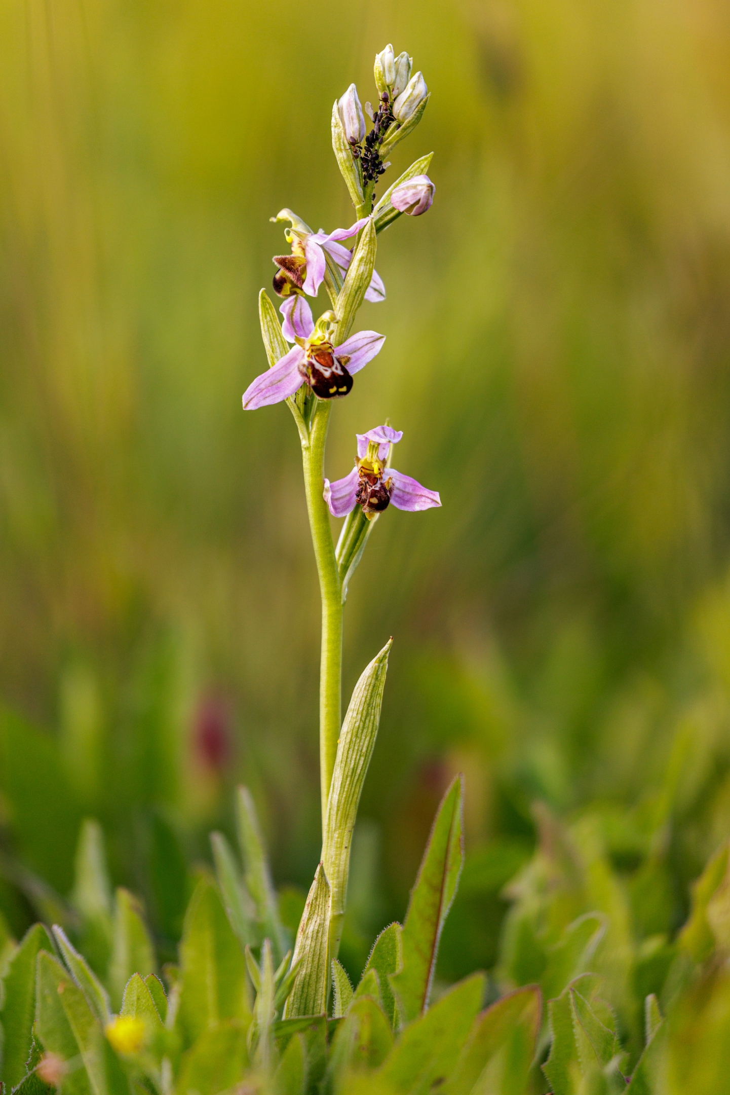 Bienenragwurz (Ophrys apifera)