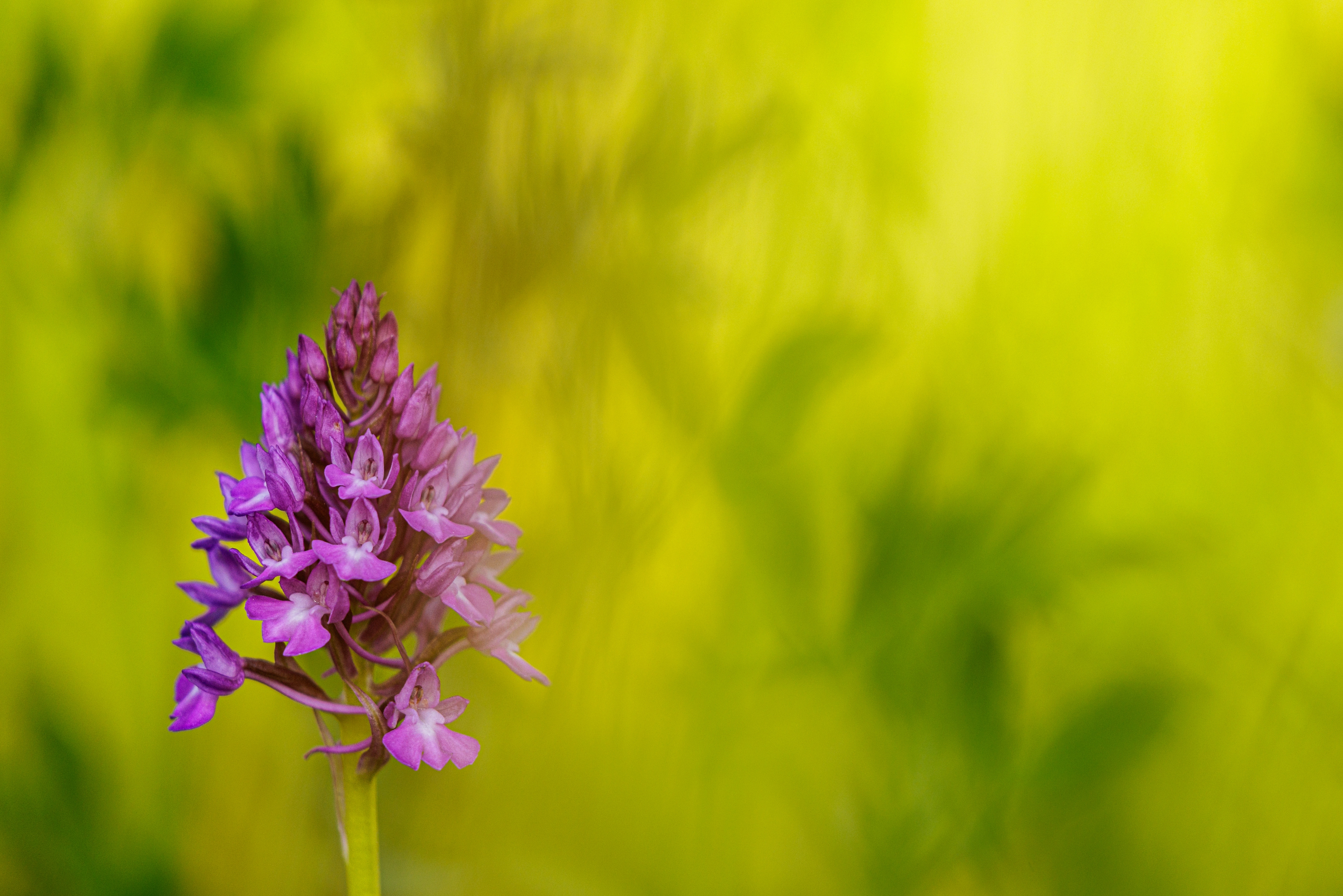 Pyramidenhundswurz (Anacamptis pyramidalis)