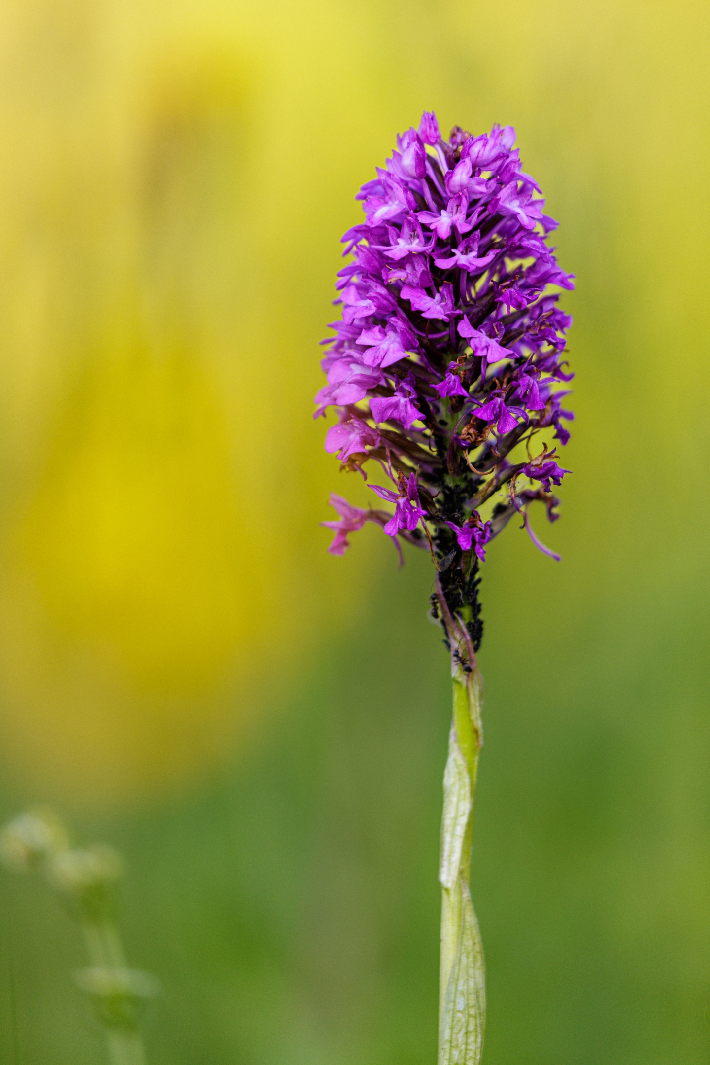 Pyramidenhundswurz (Anacamptis pyramidalis)