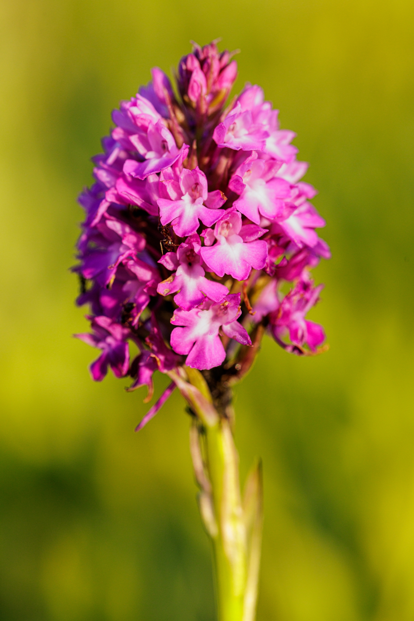 Pyramidenhundswurz (Anacamptis pyramidalis)