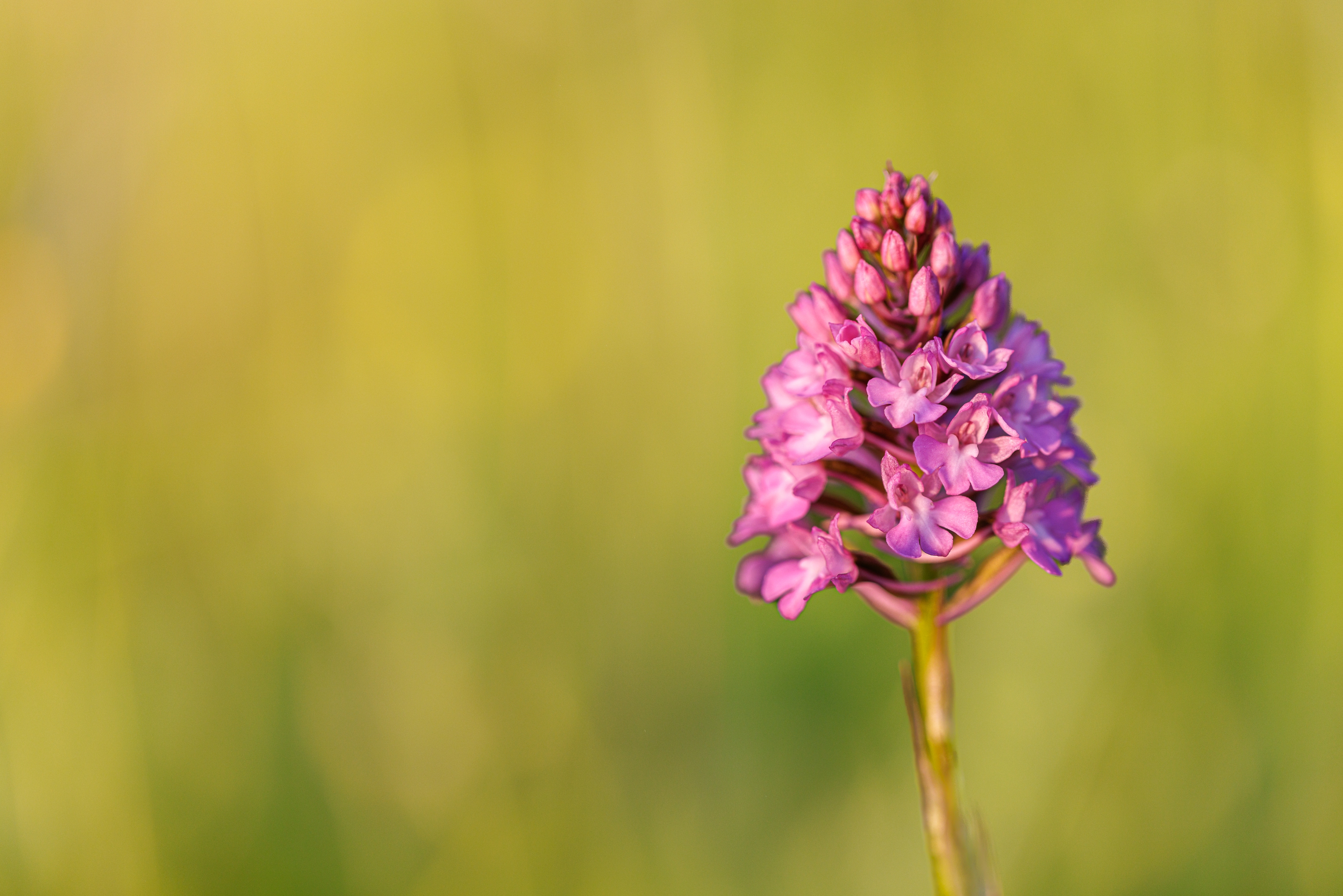 Pyramidenhundswurz (Anacamptis pyramidalis)