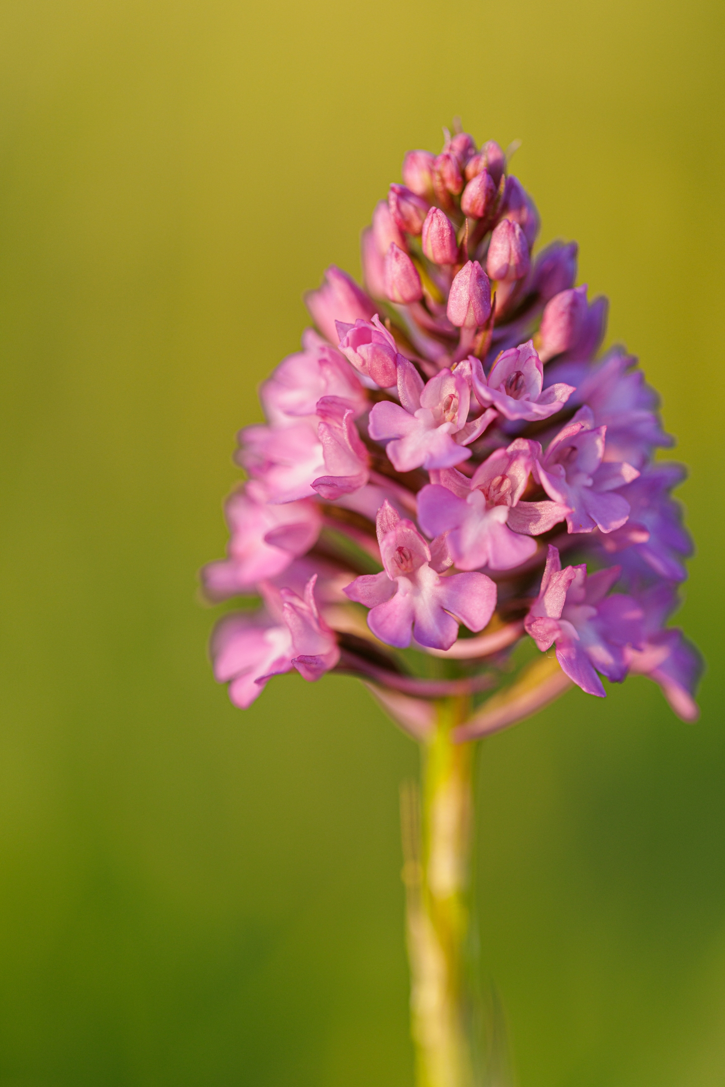 Pyramidenhundswurz (Anacamptis pyramidalis)