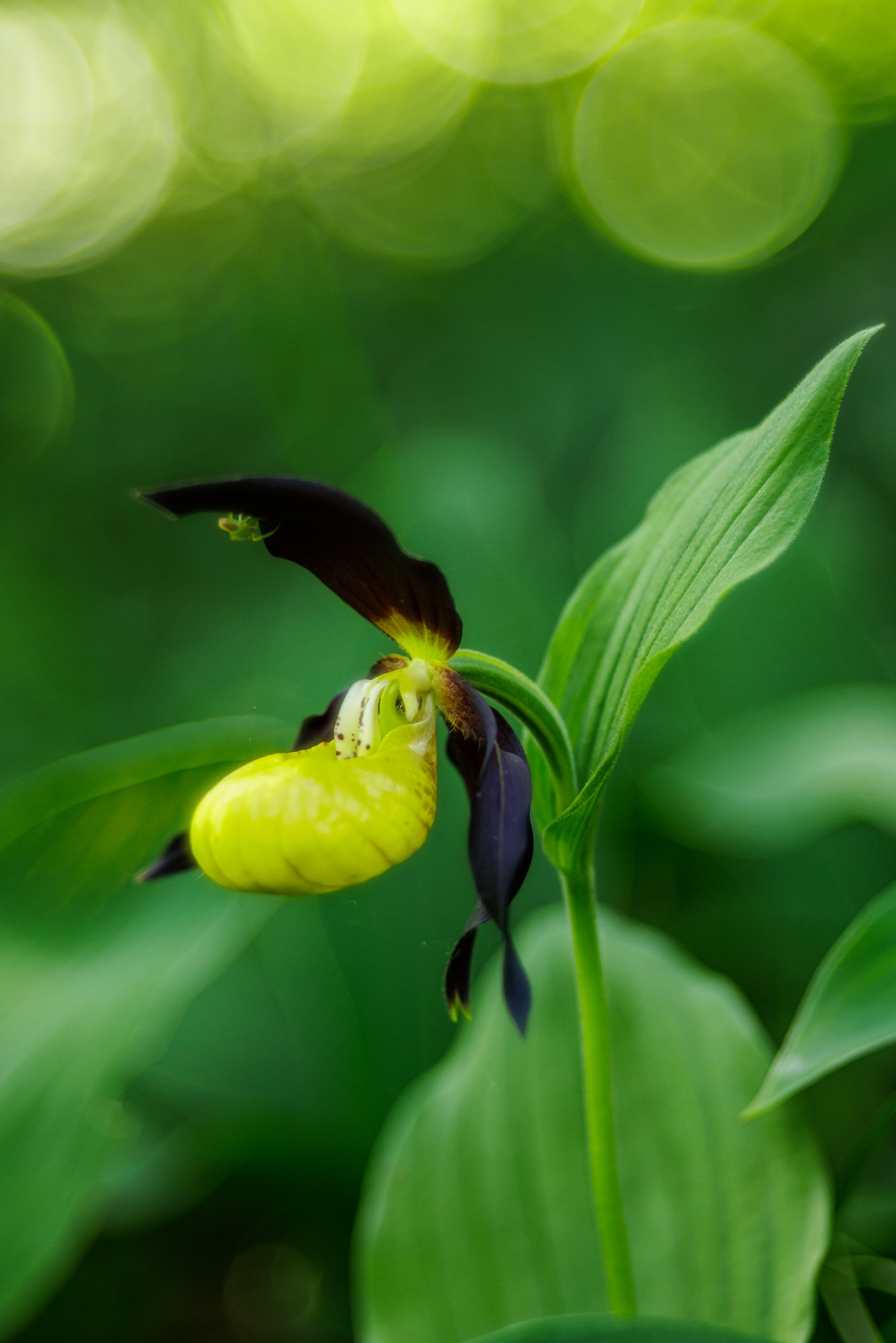 Frauenschuh (Cypripedium calceolus)