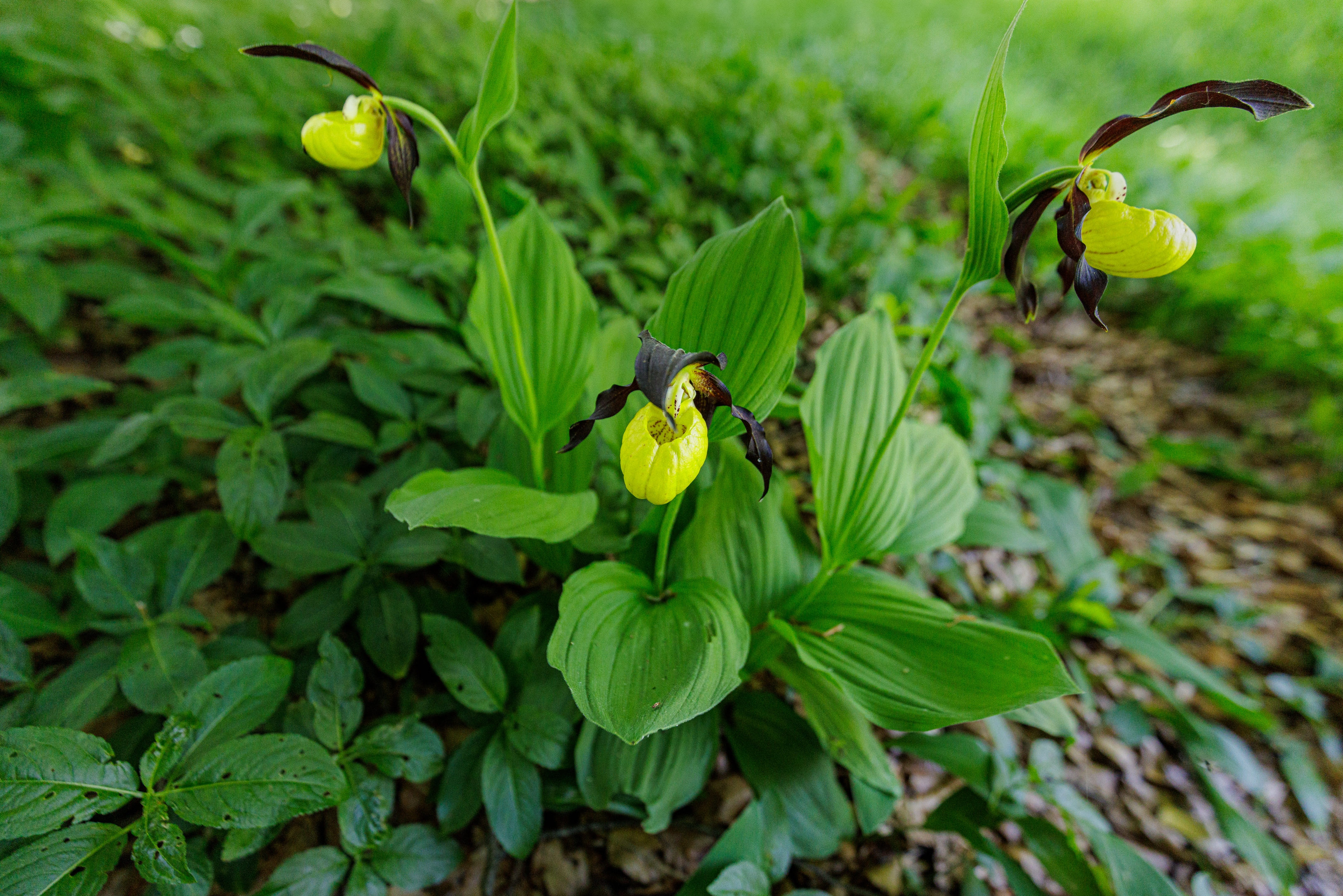 Frauenschuh (Cypripedium calceolus)