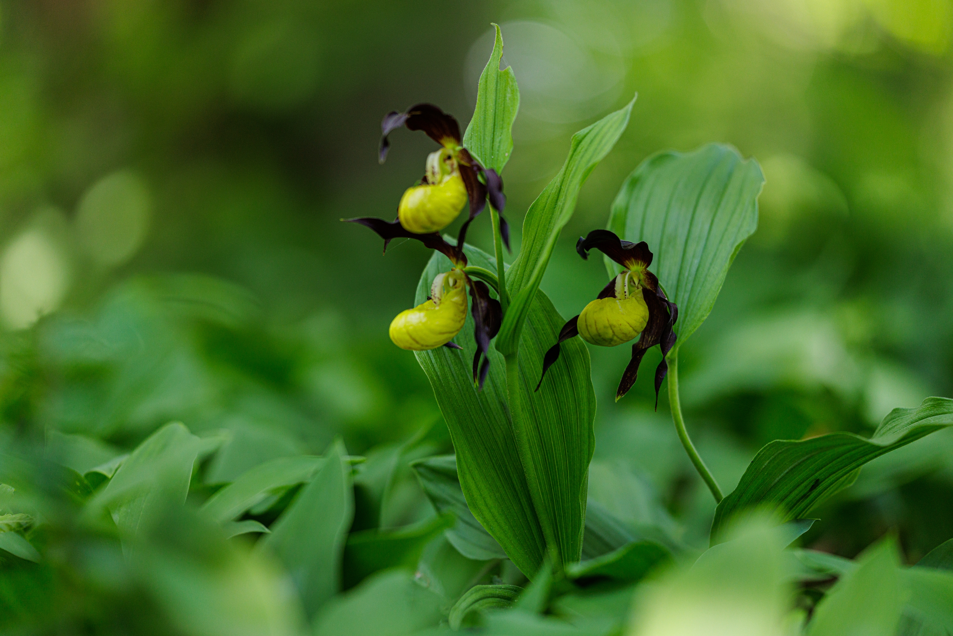 Frauenschuh (Cypripedium calceolus)