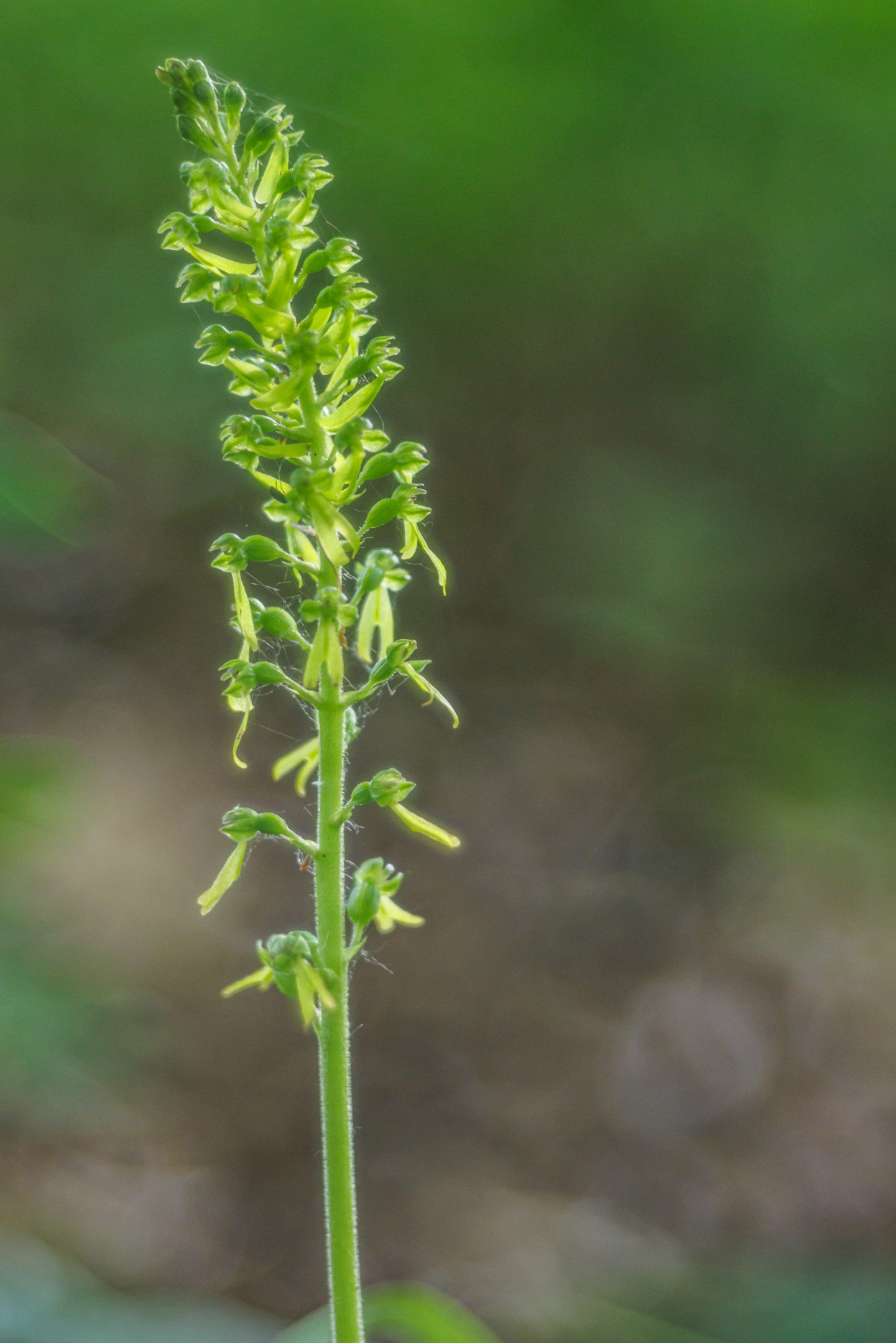 Großes Zweiblatt (Neottia ovata)