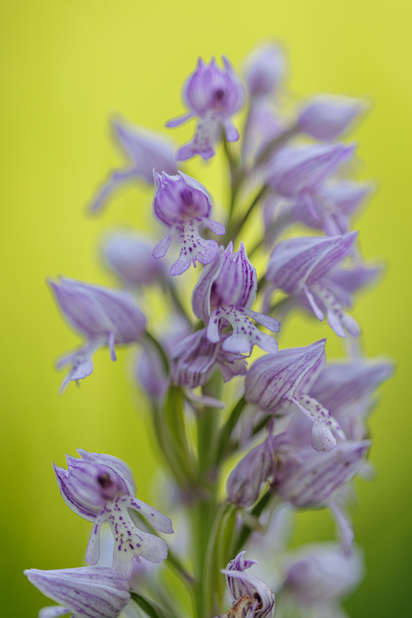 Helmknabenkraut (Orchis militaris)