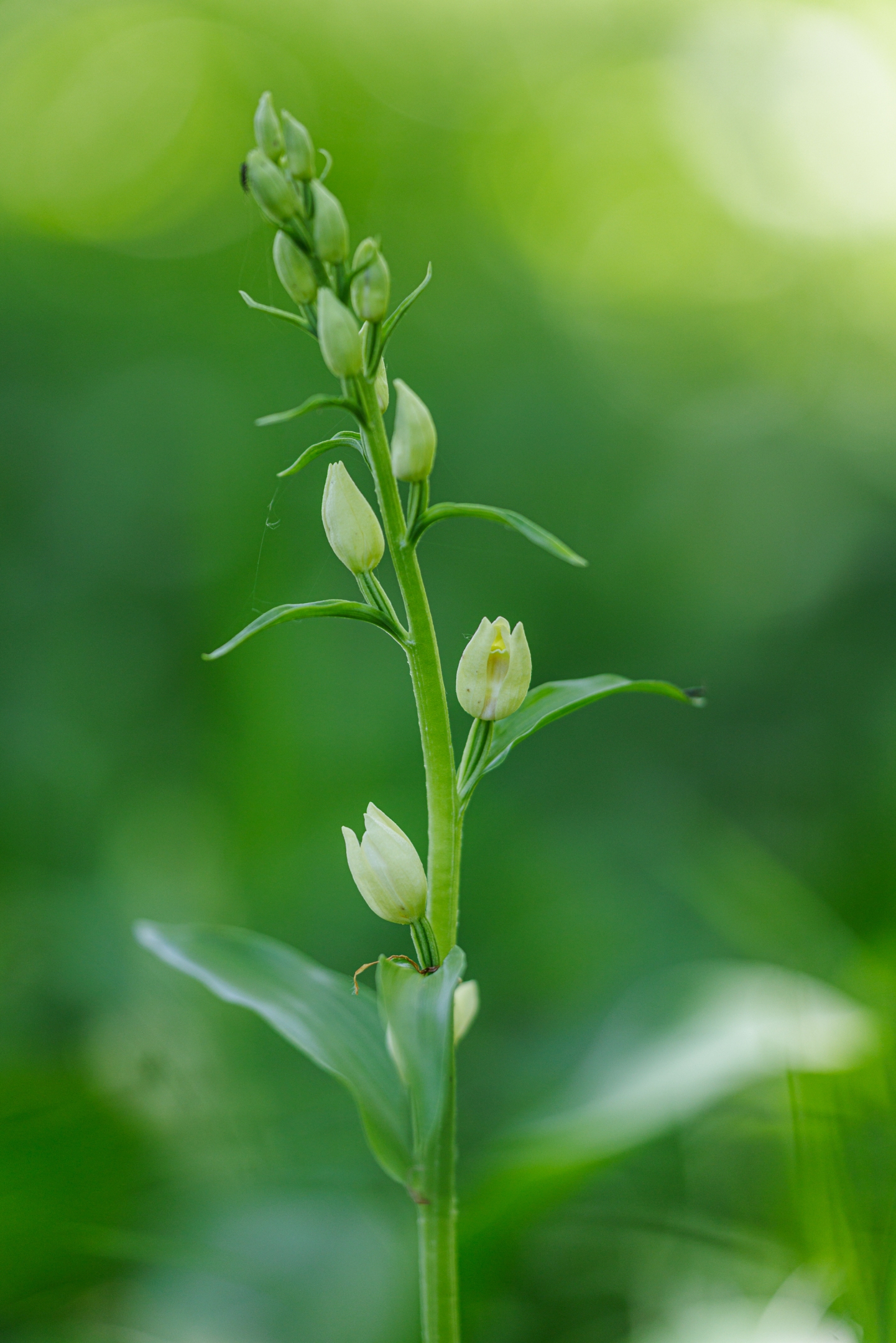 Weisses Waldvögelein (Cephalanthera damasonium)