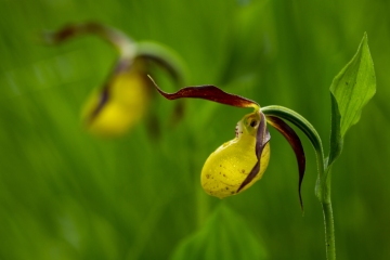 Frauenschuh (Cypripedium calceolus)