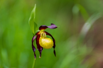Frauenschuh (Cypripedium calceolus)