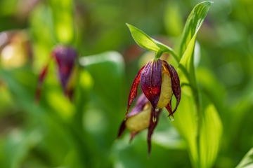 Frauenschuh (Cypripedium calceolus)