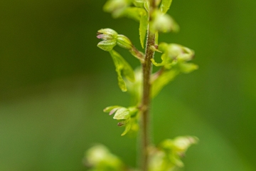 Großes Zweiblatt (Neottia ovata)