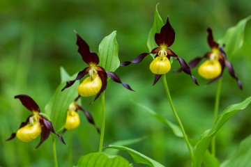 Frauenschuh (Cypripedium calceolus)