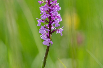 Mückenhändelwurz (Gymnadenia conopsea)