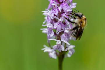 Fuchs' Knabenkraut (Dactylorhiza fuchsii)