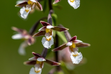 Sumpfstendelwurz (Epipactis palustris)