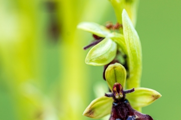 Fliegenragwurz (Ophrys insectifera)