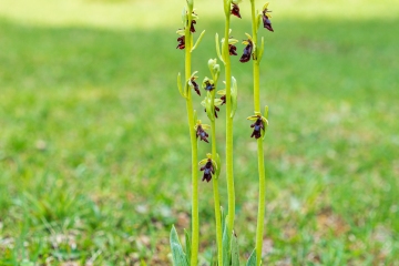 Fliegenragwurz (Ophrys insectifera)