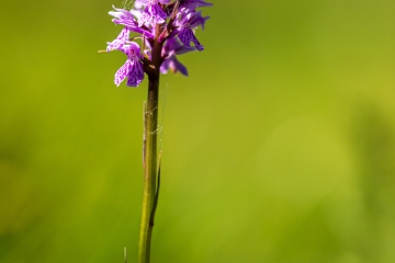 Fuchs' Knabenkraut (Dactylorhiza fuchsii)