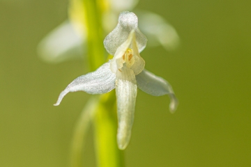 Weisse Waldhyazinthe (Platanthera bifolia)