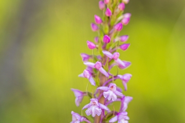 Wohlriechende Händelwurz (Gymnadenia odoratissima)