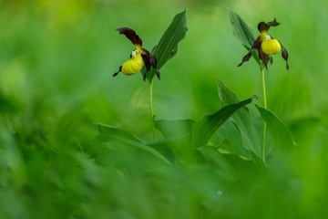 Frauenschuh (Cypripedium calceolus)