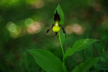Frauenschuh (Cypripedium calceolus)