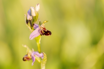 Bienenragwurz (Ophrys apifera)