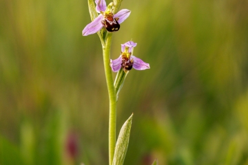 Bienenragwurz (Ophrys apifera)