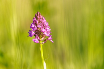 Pyramidenhundswurz (Anacamptis pyramidalis)