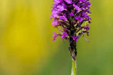 Pyramidenhundswurz (Anacamptis pyramidalis)
