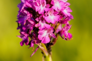 Pyramidenhundswurz (Anacamptis pyramidalis)