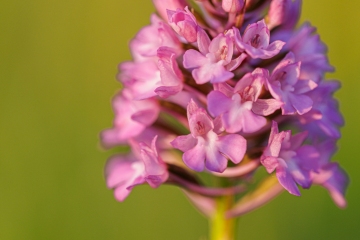 Pyramidenhundswurz (Anacamptis pyramidalis)